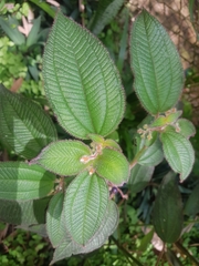 Miconia petiolaris