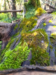 Sematophyllum