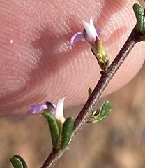 Muraltia dispersa