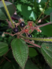 Miconia petiolaris
