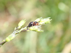 Strongylocoris