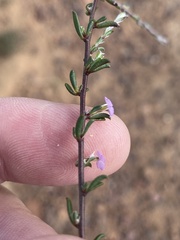 Muraltia dispersa