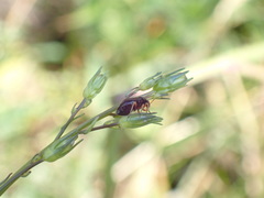 Strongylocoris