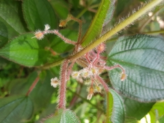 Miconia petiolaris