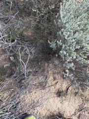 Muraltia dispersa
