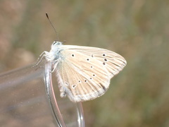 Polyommatus dolus