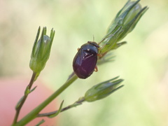 Strongylocoris