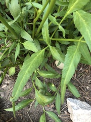 Angelica kingii