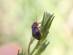Strongylocoris