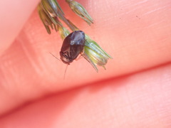 Strongylocoris