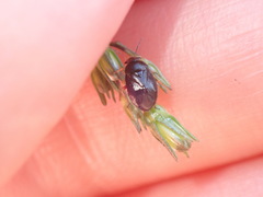 Strongylocoris