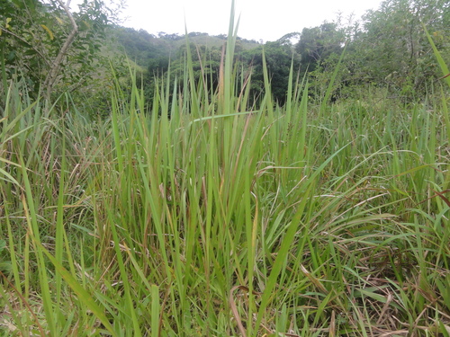 Brazilian satintail