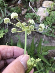 Angelica kingii