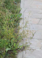 Alisma plantago-aquatica