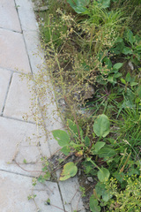 Alisma plantago-aquatica