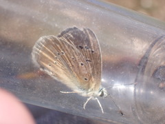 Polyommatus dolus