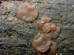 Adelphella babingtonii