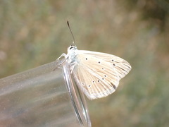 Polyommatus dolus