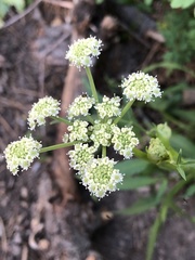 Angelica kingii