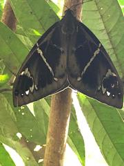 Eupalamides cyparissias