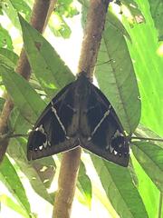 Eupalamides cyparissias