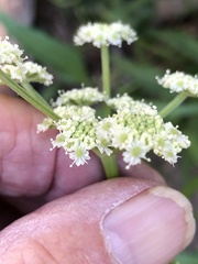 Angelica kingii