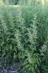 Urtica dioica