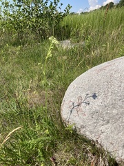 Selinum carvifolia