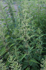 Urtica dioica