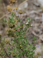 Thymus capitellatus
