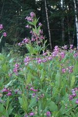 Impatiens glandulifera