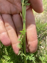 Selinum carvifolia