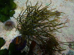 Bifurcariopsis capensis