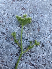 Selinum carvifolia