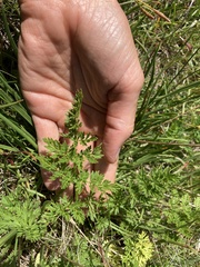 Selinum carvifolia