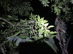 Oxybelis rutherfordi