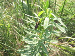 Oberea erythrocephala