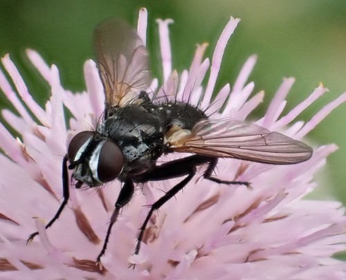 Phania funesta, photo 3 of 10