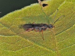 Poneracantha triangularis