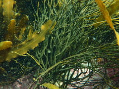 Bifurcariopsis capensis