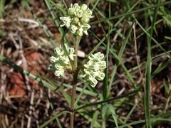 Asclepias stenophylla