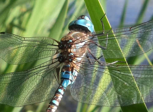 Blue-eyed Darner