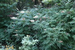 Sorbaria sorbifolia
