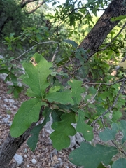 Quercus laceyi