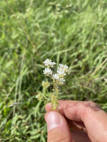 Atrema americanum, photograph 3