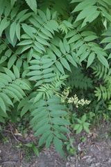 Sorbaria sorbifolia