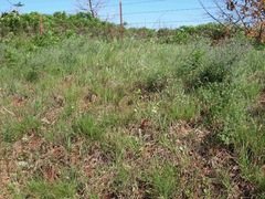 Asclepias stenophylla