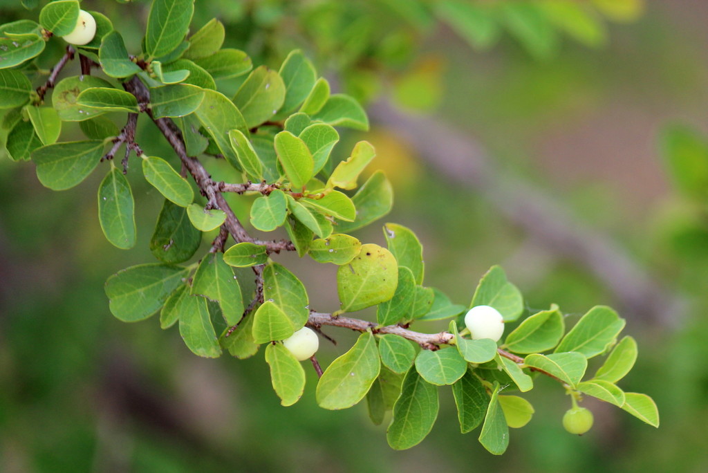 Phyllanthus glaucus (Phyllanthus glaucus)