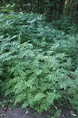 Sorbaria sorbifolia