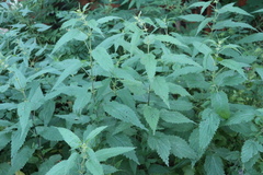 Urtica dioica